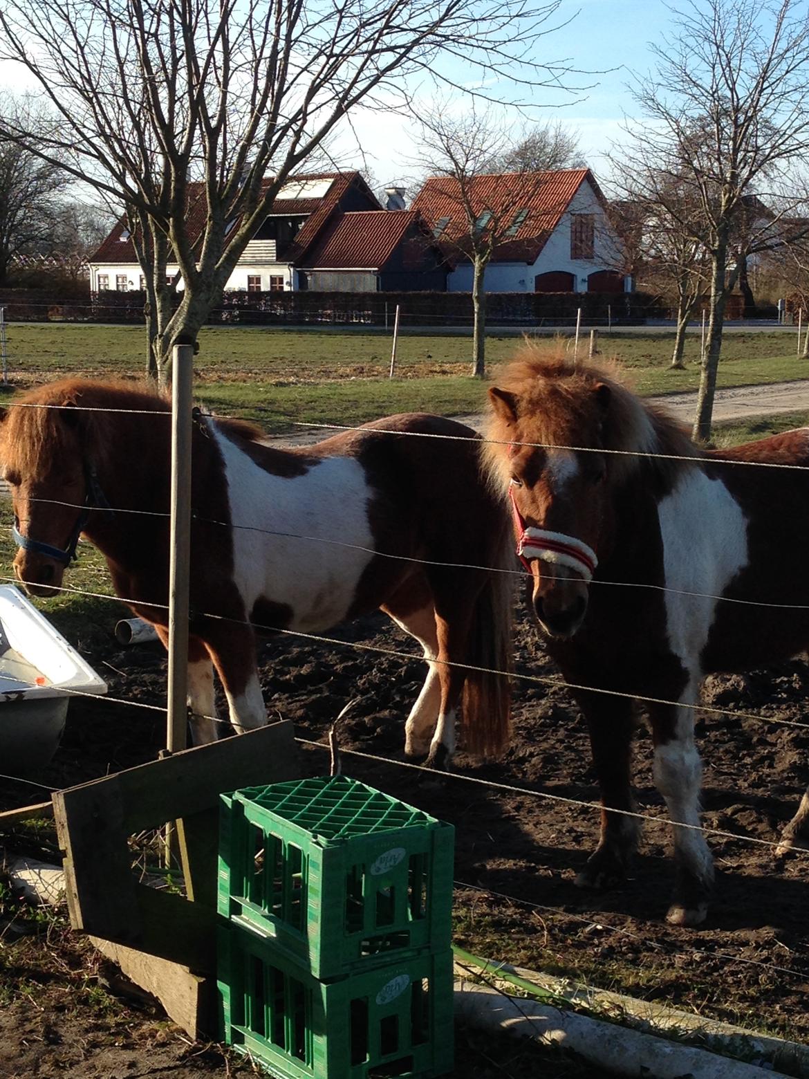 Islænder Heimay - Heimay til højre og han datter Askja til venstre<3 billede 7