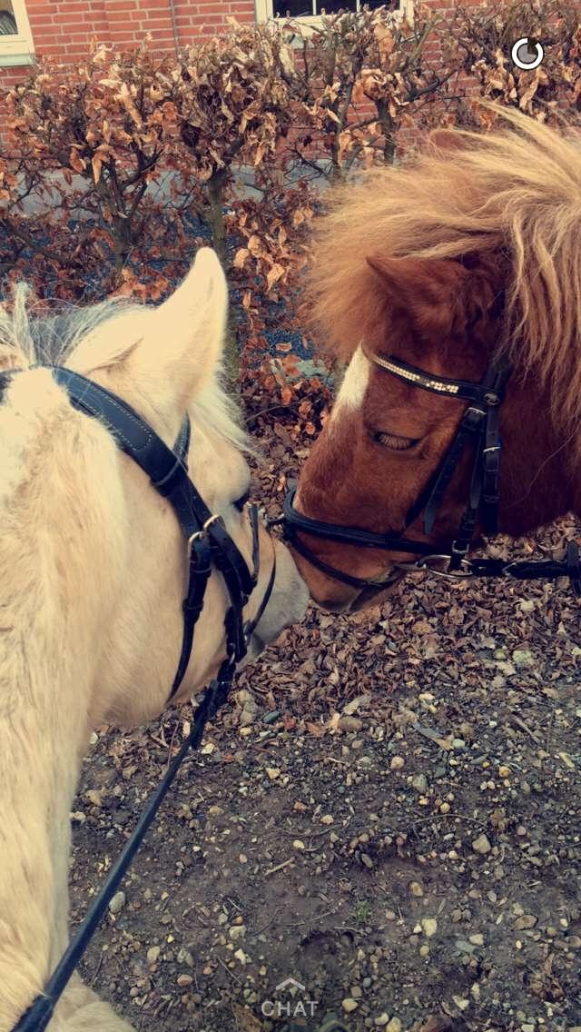 Islænder Heimay - Heimay til højre<3 og Thea og Lotte til venstre! billede 8