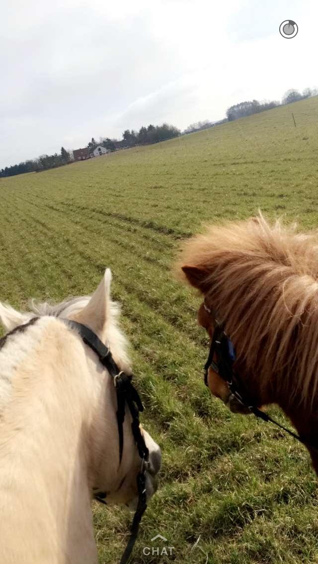 Islænder Heimay - Mig: Klar til at fræse?!?...Heimay: ALTID!! (Heimay til højre) billede 9