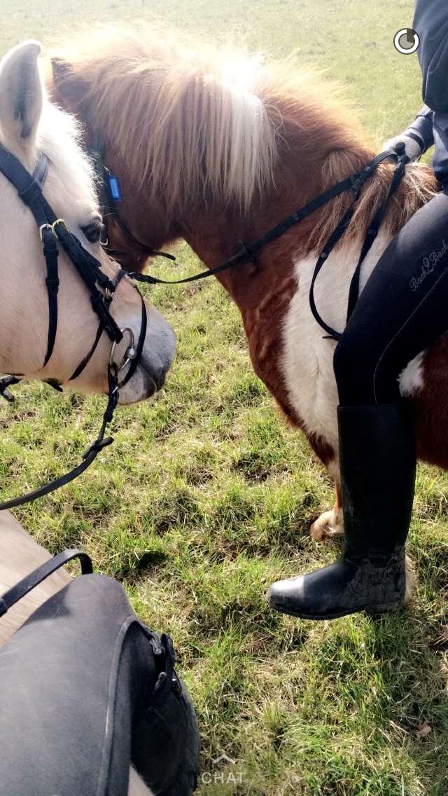 Islænder Heimay - Heimay og mig til højre...<3 billede 10