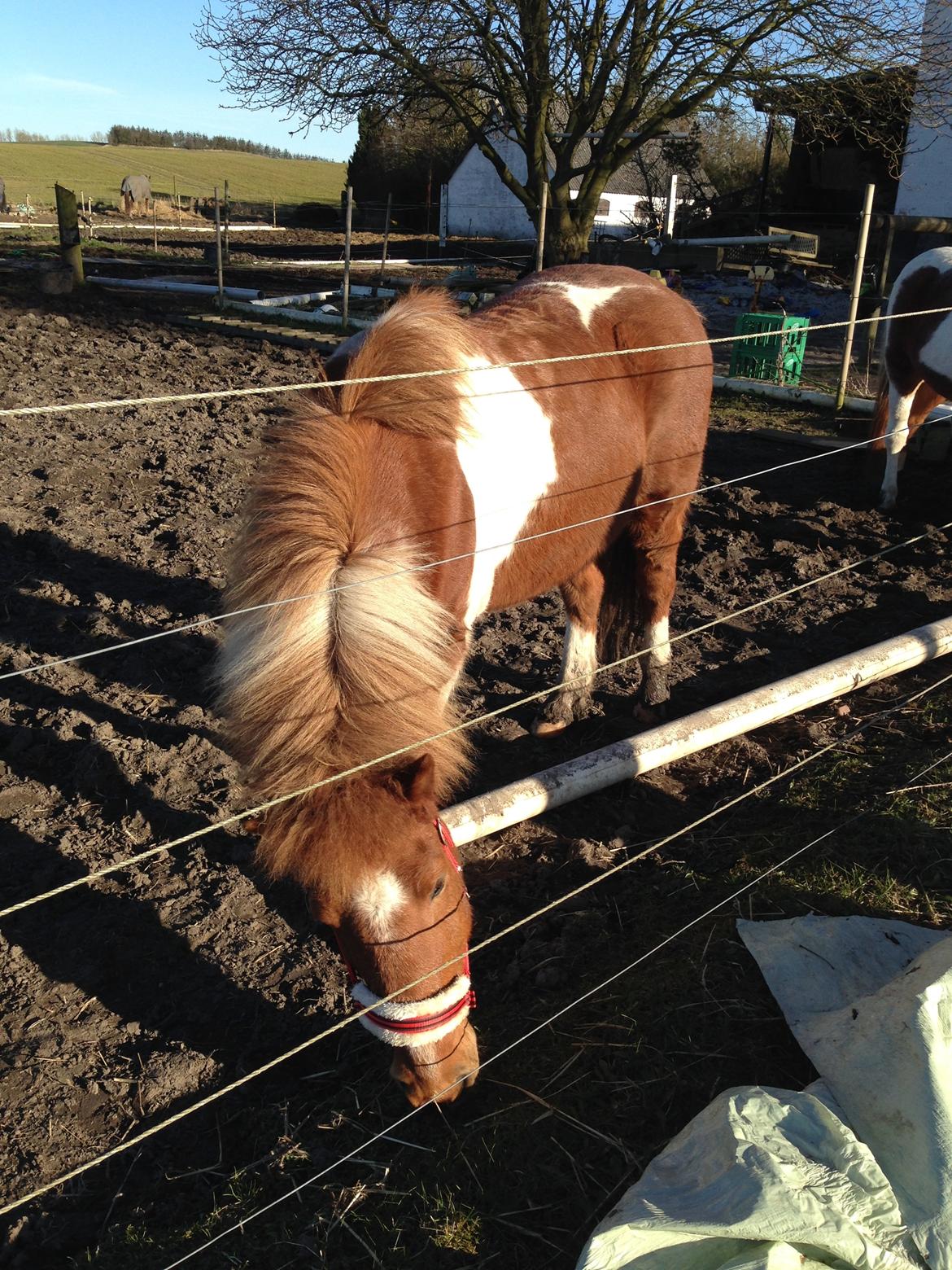 Islænder Heimay billede 11