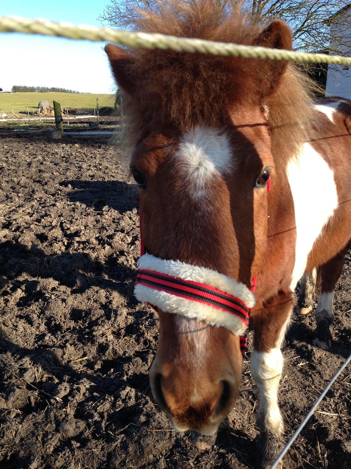 Islænder Heimay billede 12
