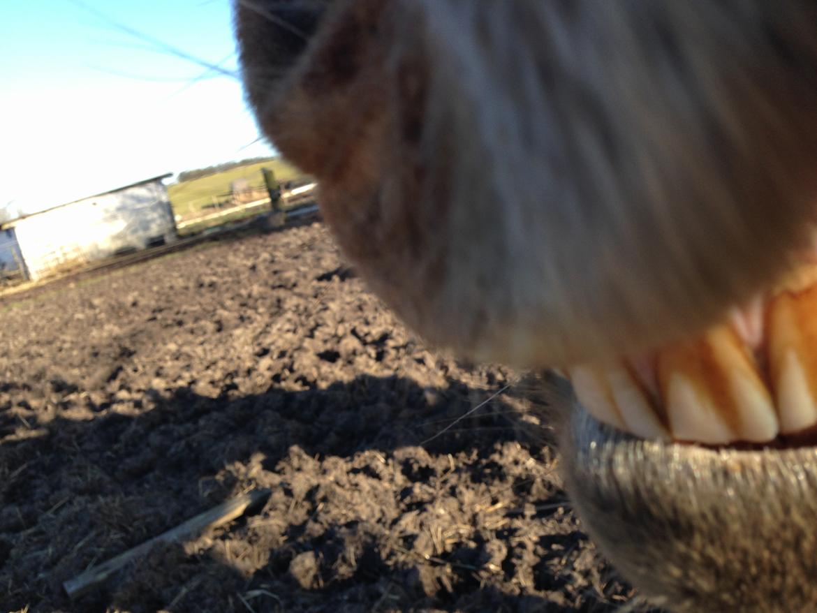 Islænder Heimay - Jamen du er så smuk! :'D <3 billede 13