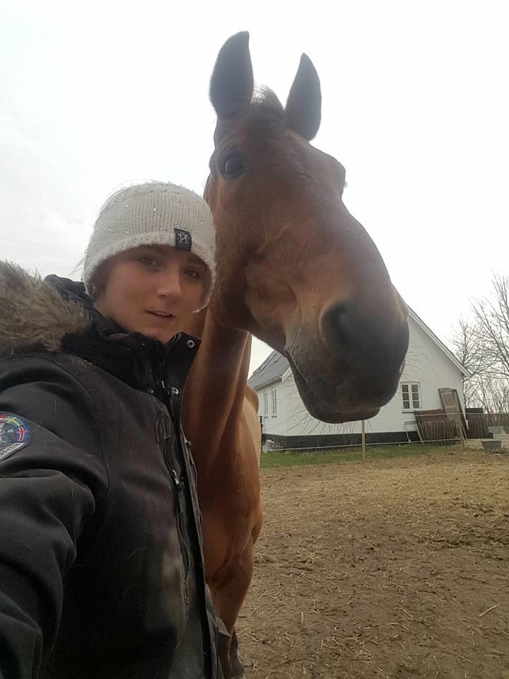 Dansk Varmblod Nevell billede 21