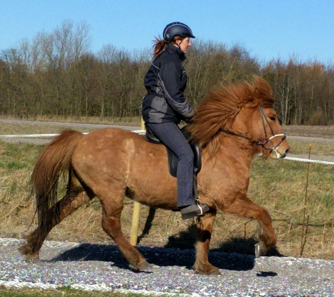 Islænder Glossa fra Eyfjord billede 1
