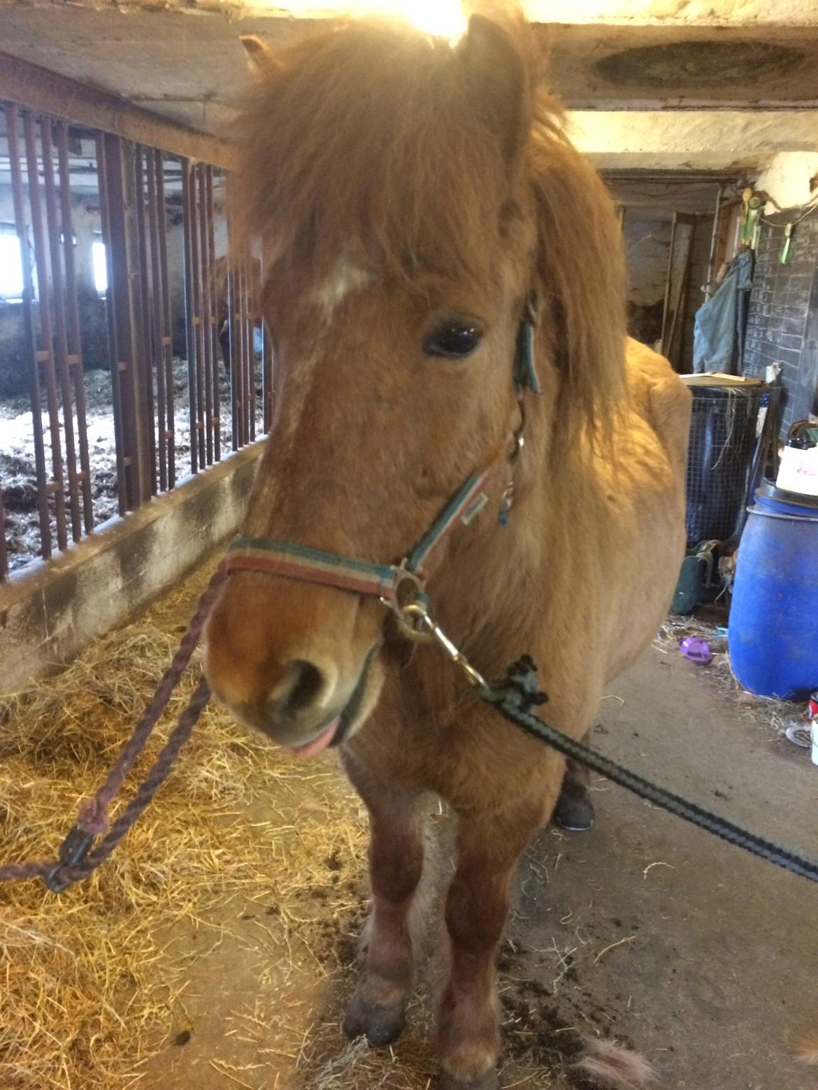 Islænder Glossa fra Eyfjord billede 3