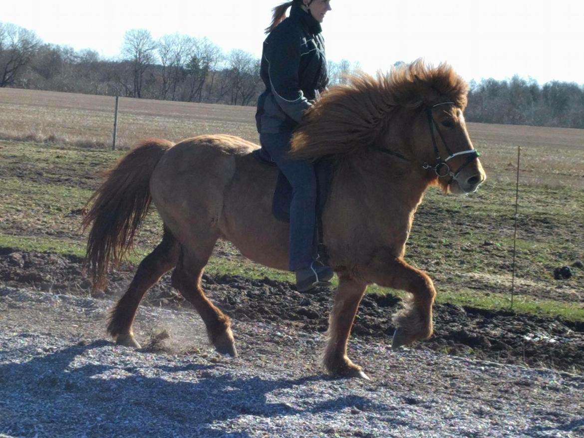 Islænder Glossa fra Eyfjord billede 2