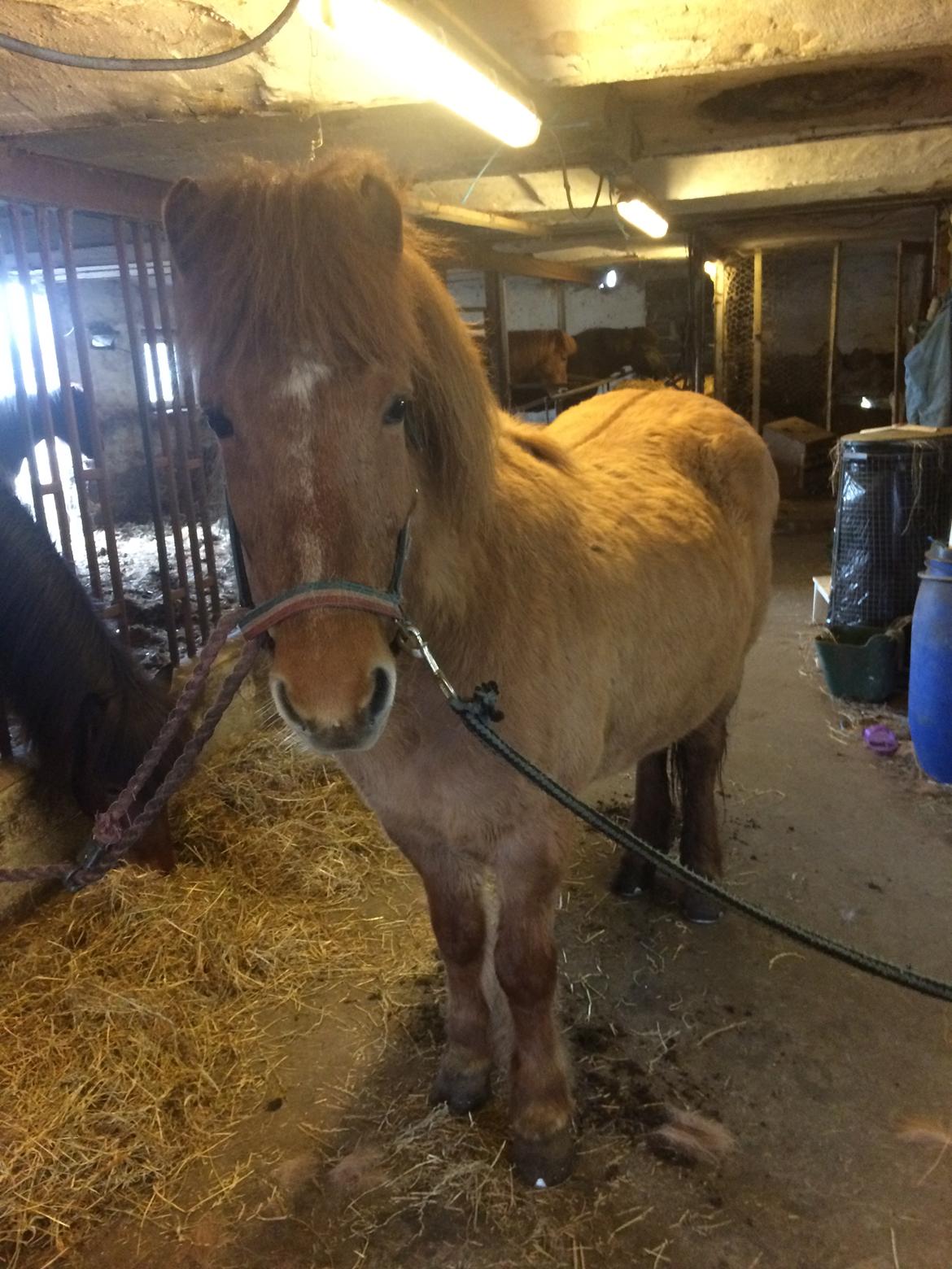 Islænder Glossa fra Eyfjord billede 4