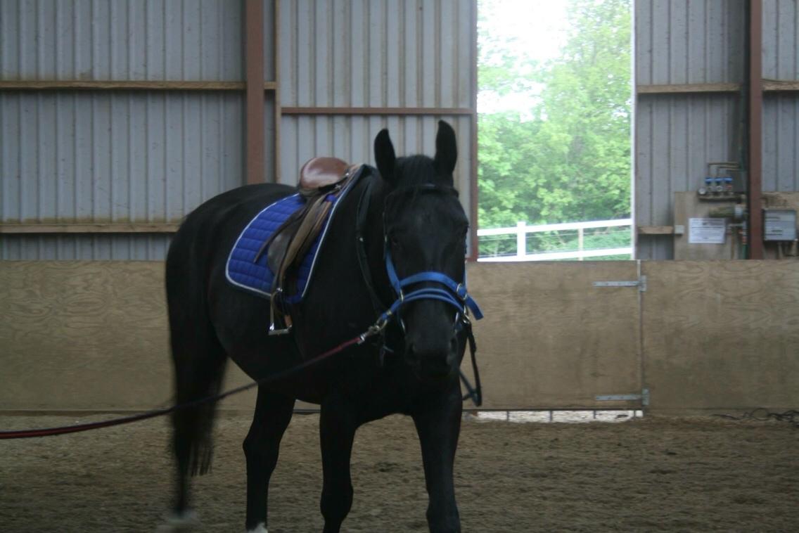 Oldenborg Azur billede 14