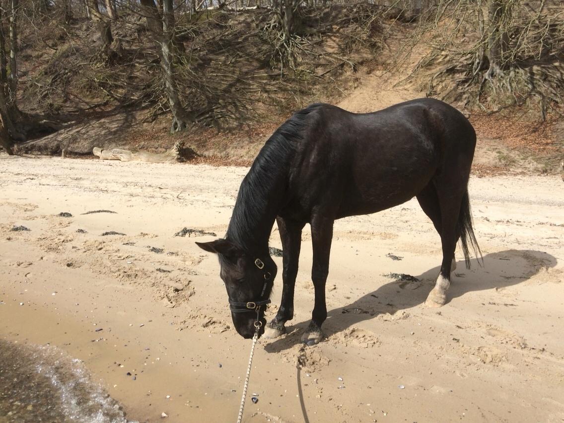 Oldenborg Azur billede 13