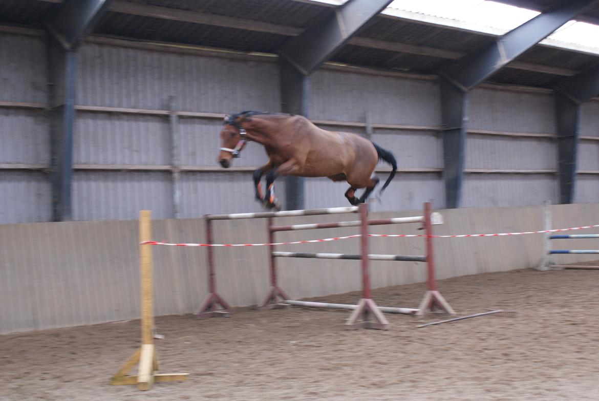 Dansk Varmblod • LERO NYGÅRDSTOFT • - Leo over 155 cm o.O billede 10