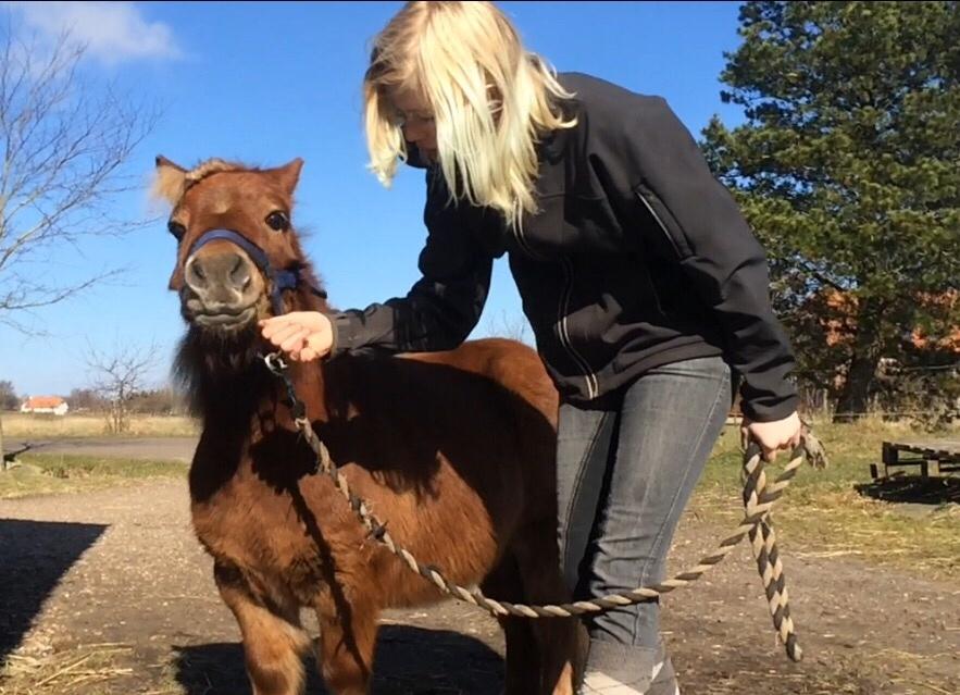 Shetlænder Fox (Mulle)  billede 10