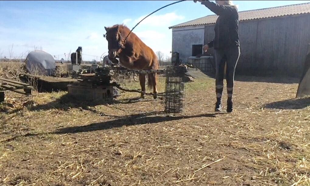 Shetlænder Fox (Mulle)  billede 15