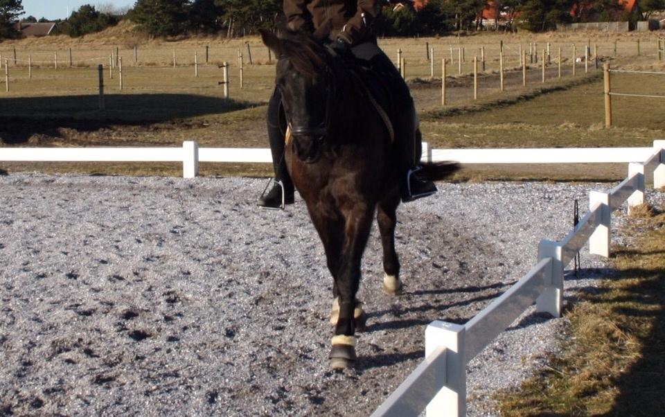 New Forest Hamborgs Amistar billede 6