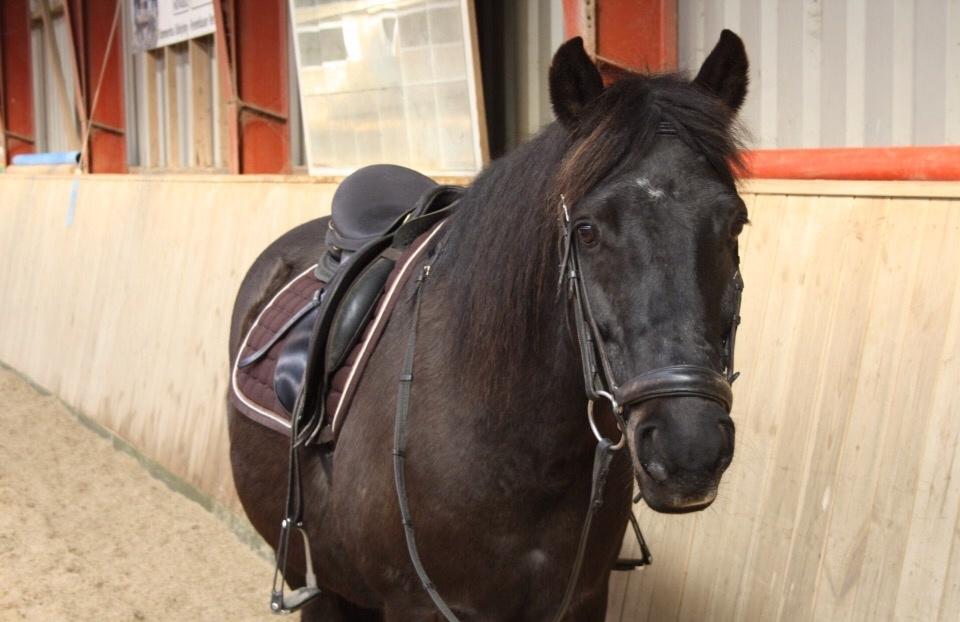 New Forest Hamborgs Amistar billede 7