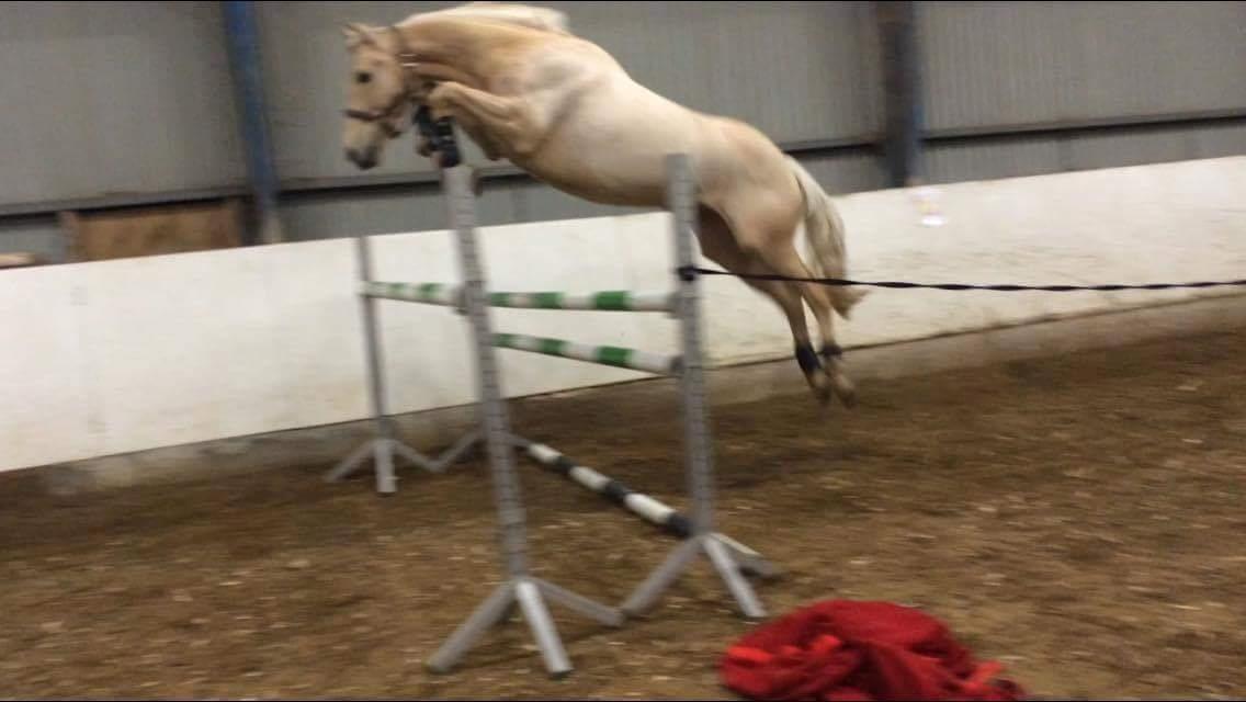 Palomino Scheels Golddigger billede 16