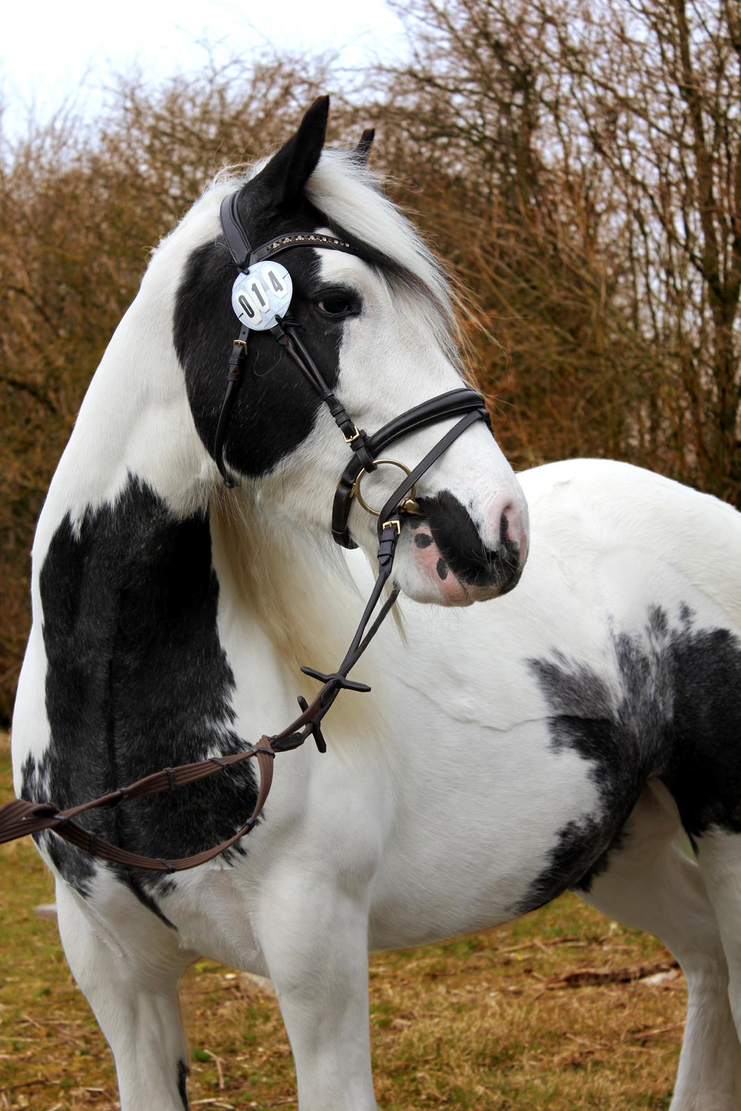 Tinker Malu billede 1