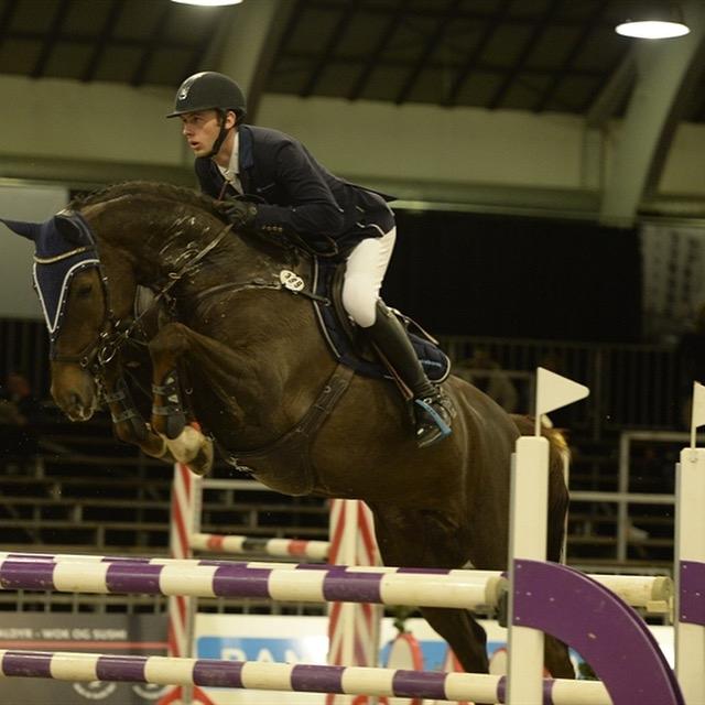 Dansk Varmblod Amillee ravnes-have billede 4