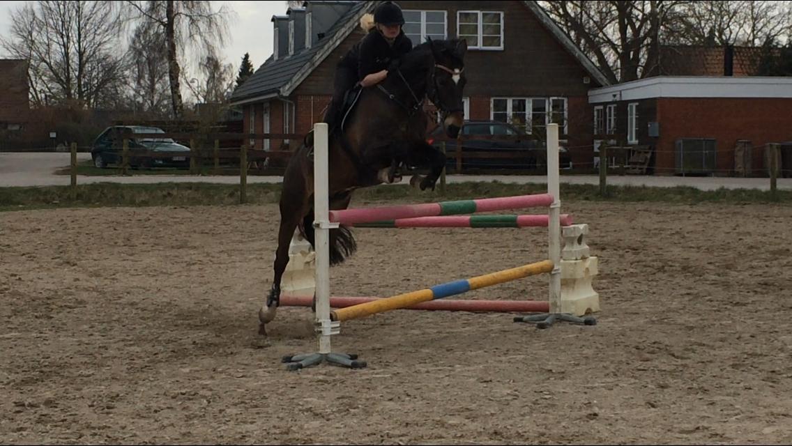 Hollandsk Varmblod Wilddancer billede 19