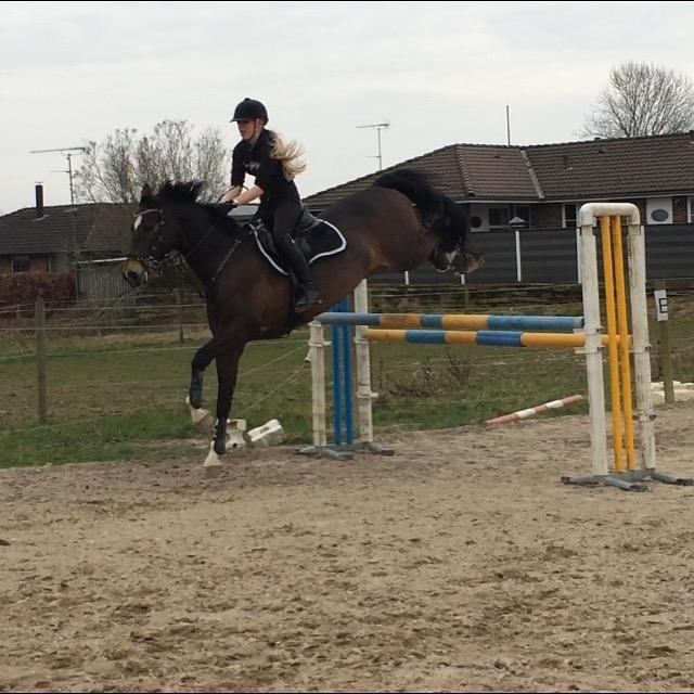 Hollandsk Varmblod Wilddancer billede 20