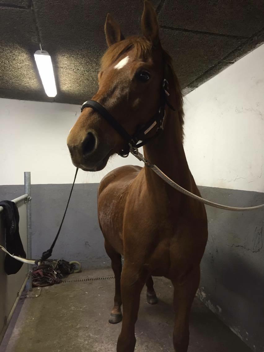 Anden særlig race Manja  billede 6