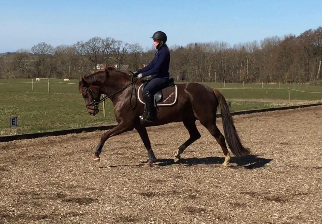 Dansk Varmblod Skovbo`s Romina billede 22