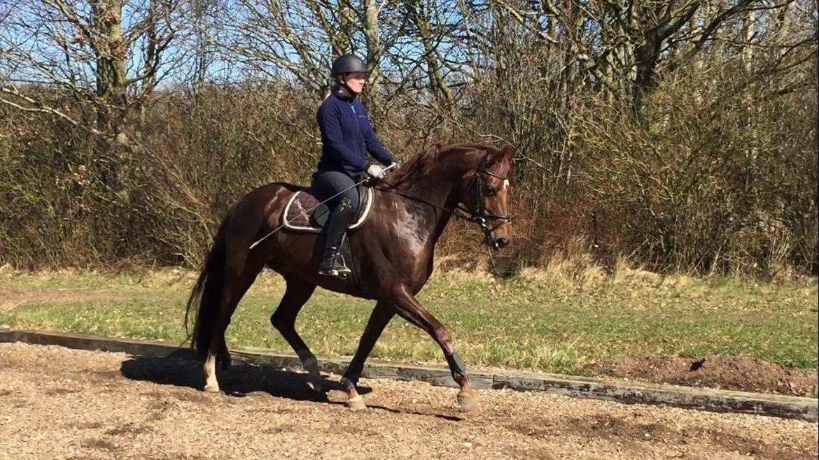 Dansk Varmblod Skovbo`s Romina billede 24