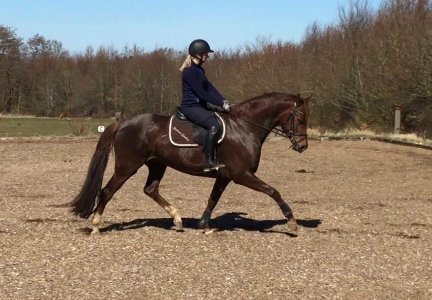 Dansk Varmblod Skovbo`s Romina billede 25