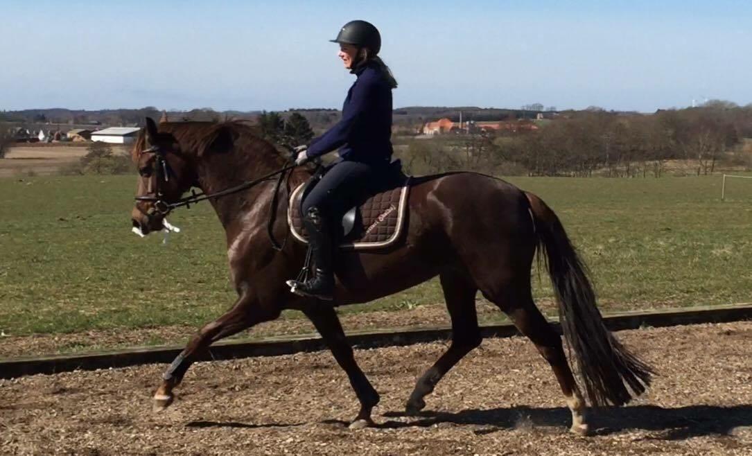 Dansk Varmblod Skovbo`s Romina billede 26