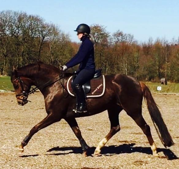 Dansk Varmblod Skovbo`s Romina billede 23