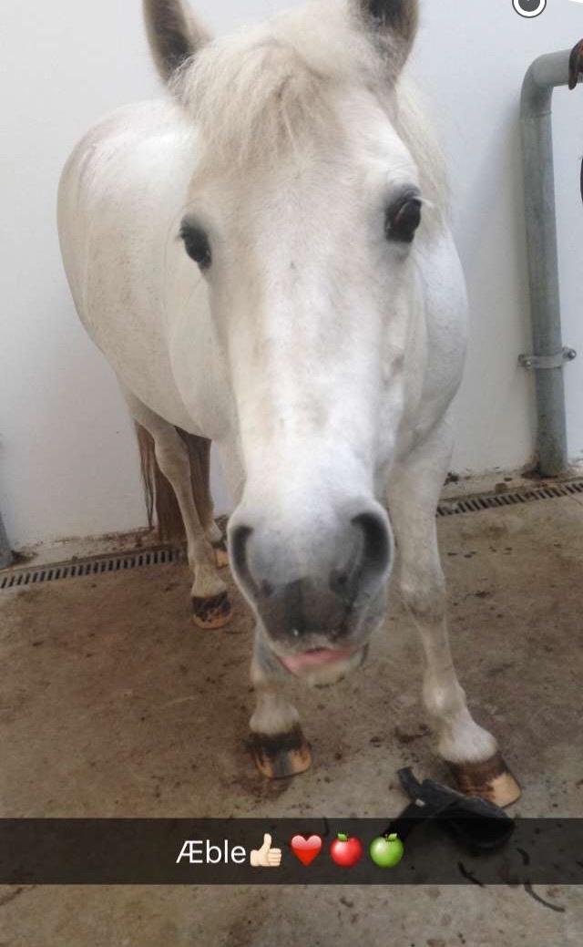 Anden særlig race Torpegaards Maddy billede 19