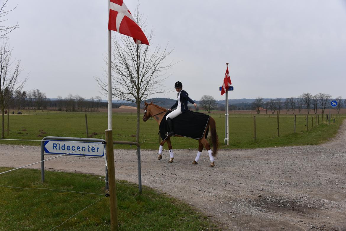 Anden særlig race Red Magic billede 2