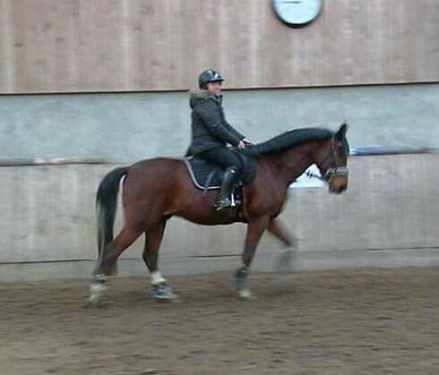 Anden særlig race Søndervangs Kentucky billede 15