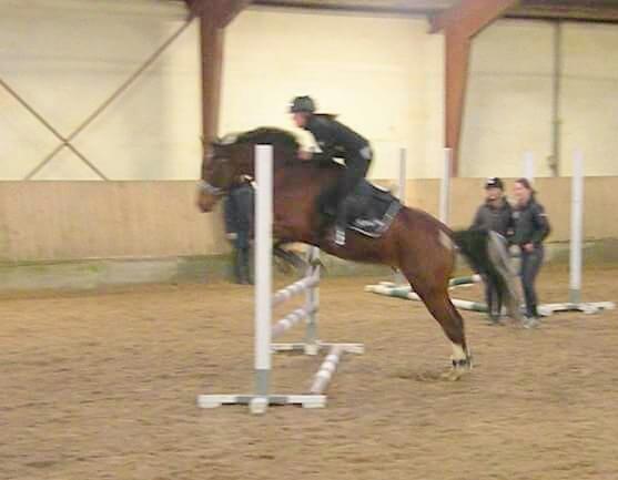 Anden særlig race Søndervangs Kentucky billede 17