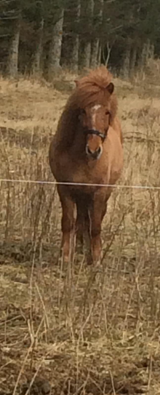 Islænder Glossa fra Eyfjord billede 5