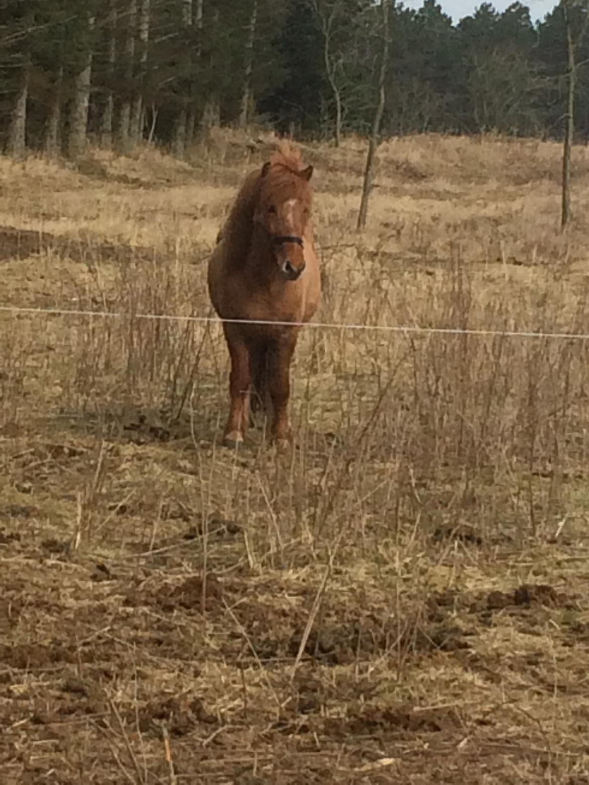 Islænder Glossa fra Eyfjord billede 6