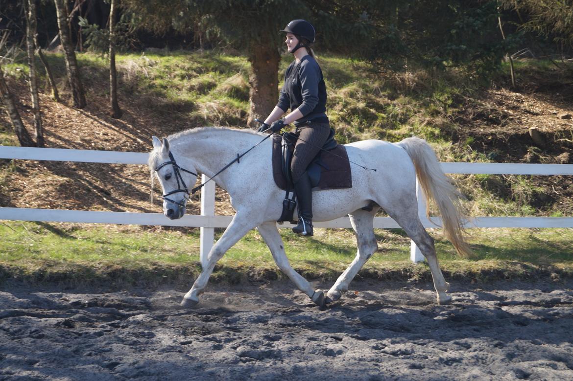 Arabisk fuldblod (OX) Shaklan Ibn Saskatoon - Træning marts 2016. billede 5
