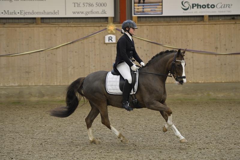 New Forest Ygor [1/3 A PONY] FORESALE  billede 1