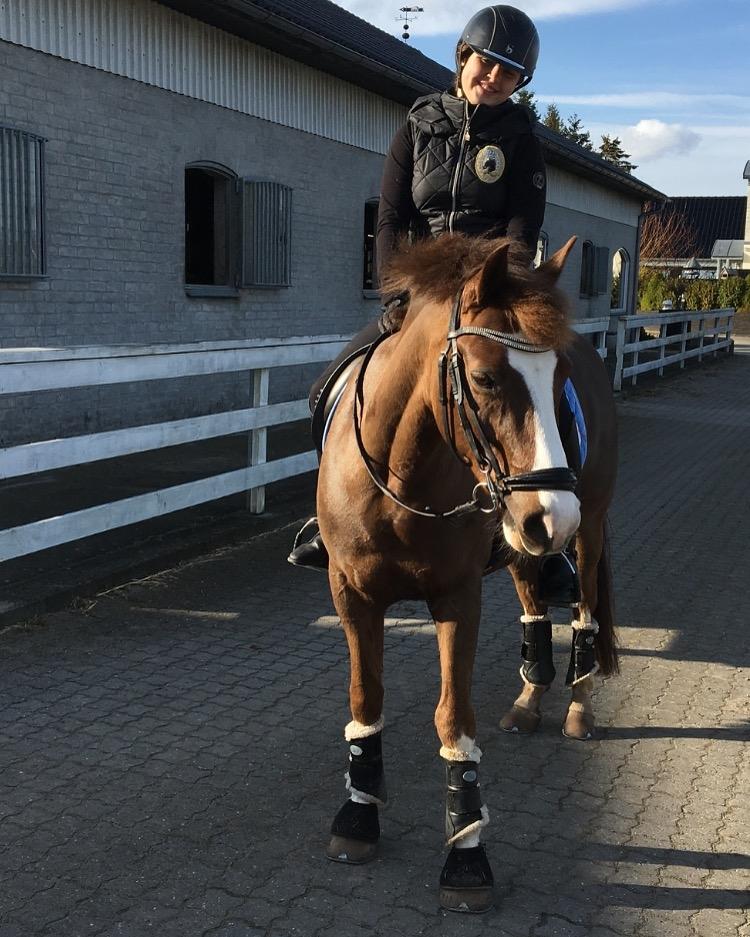 New Forest Ygor [1/3 A PONY] FORESALE  billede 2