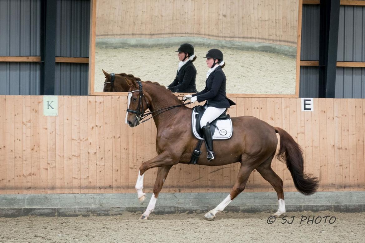 Dansk Varmblod Don Crusador II - Esbjerg 25.3.16 billede 12