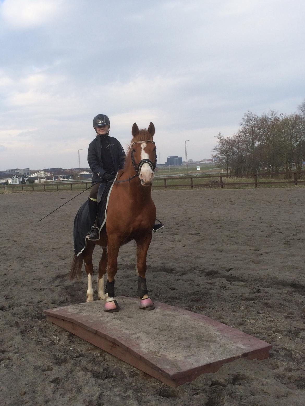 Anden særlig race Milando - Dejlige Milando <3  Elsker det her billede <3 billede 12