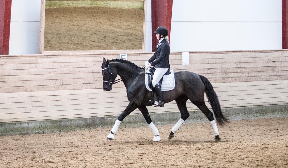 Trakehner Her Hershey Rimpler billede 12