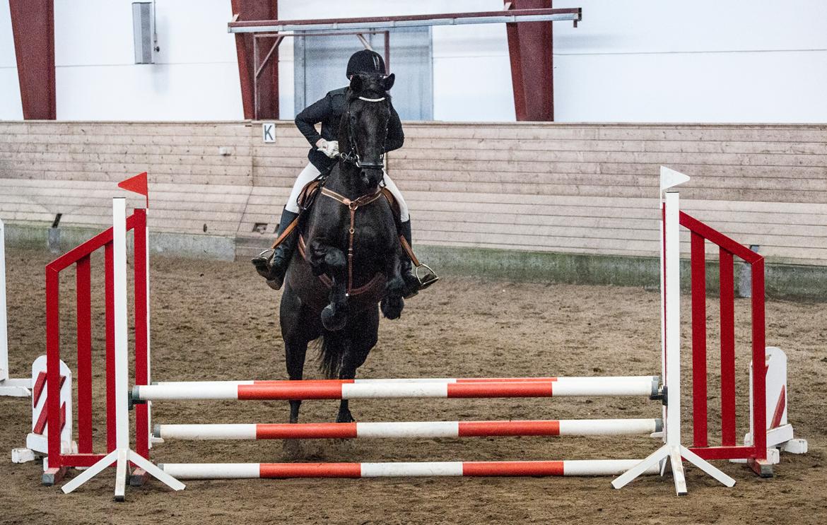 Trakehner Her Hershey Rimpler billede 13