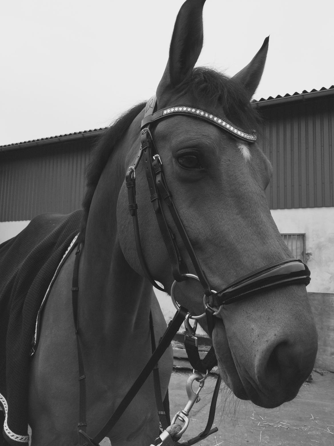 Tysk Oldenburger Lemon billede 9