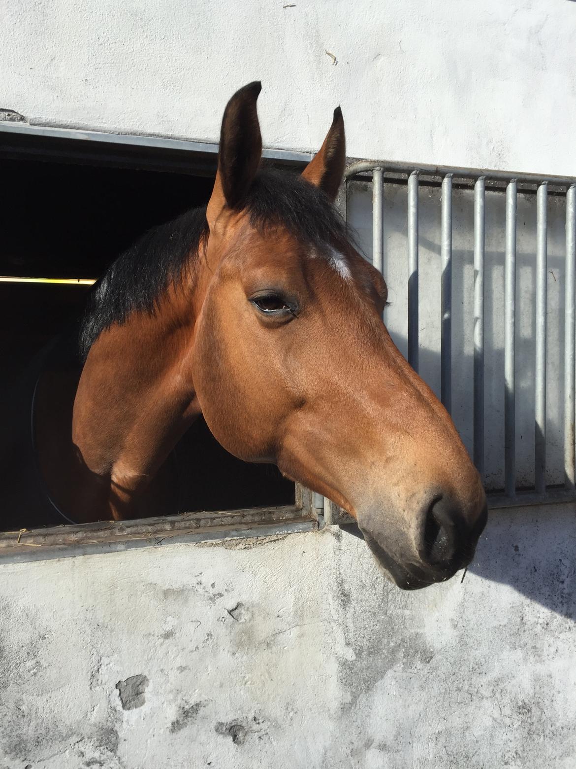 Tysk Oldenburger Lemon billede 10