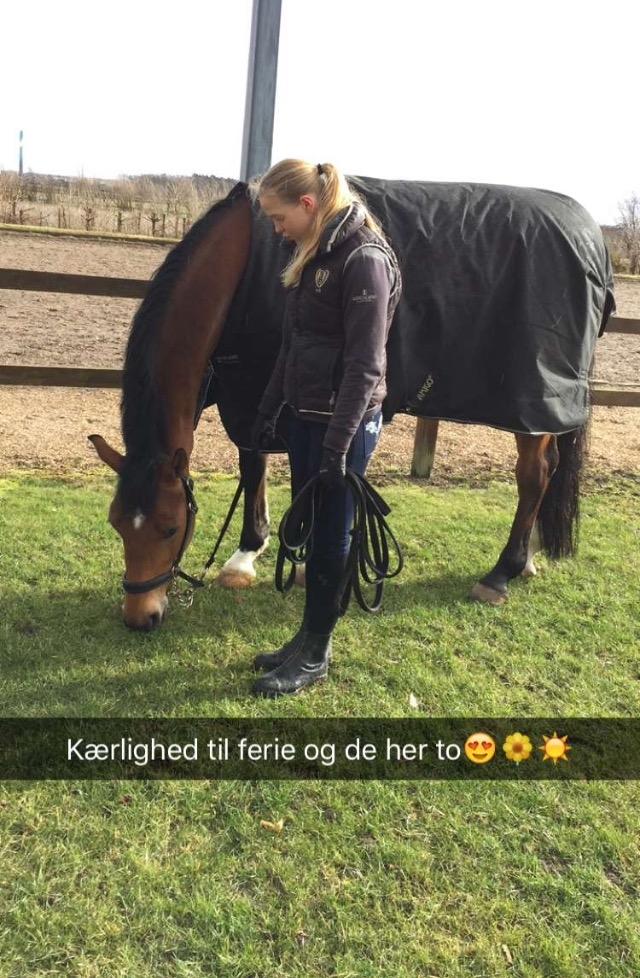 Tysk Oldenburger Lemon billede 11