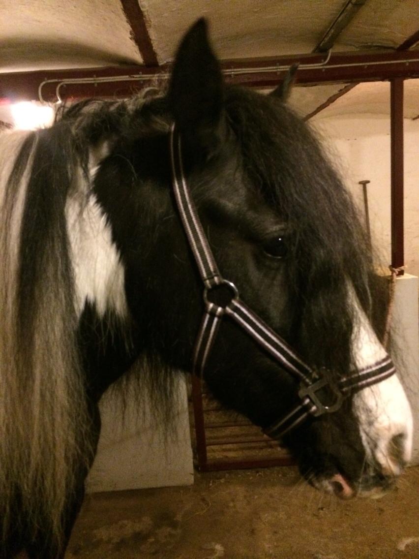 Irish Cob Snow Queen fra Godrumgaard  solgt billede 11