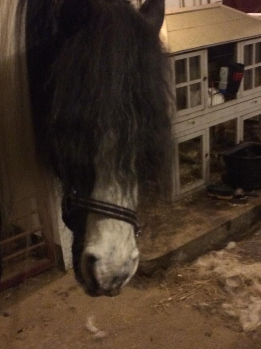 Irish Cob Snow Queen fra Godrumgaard  solgt billede 10