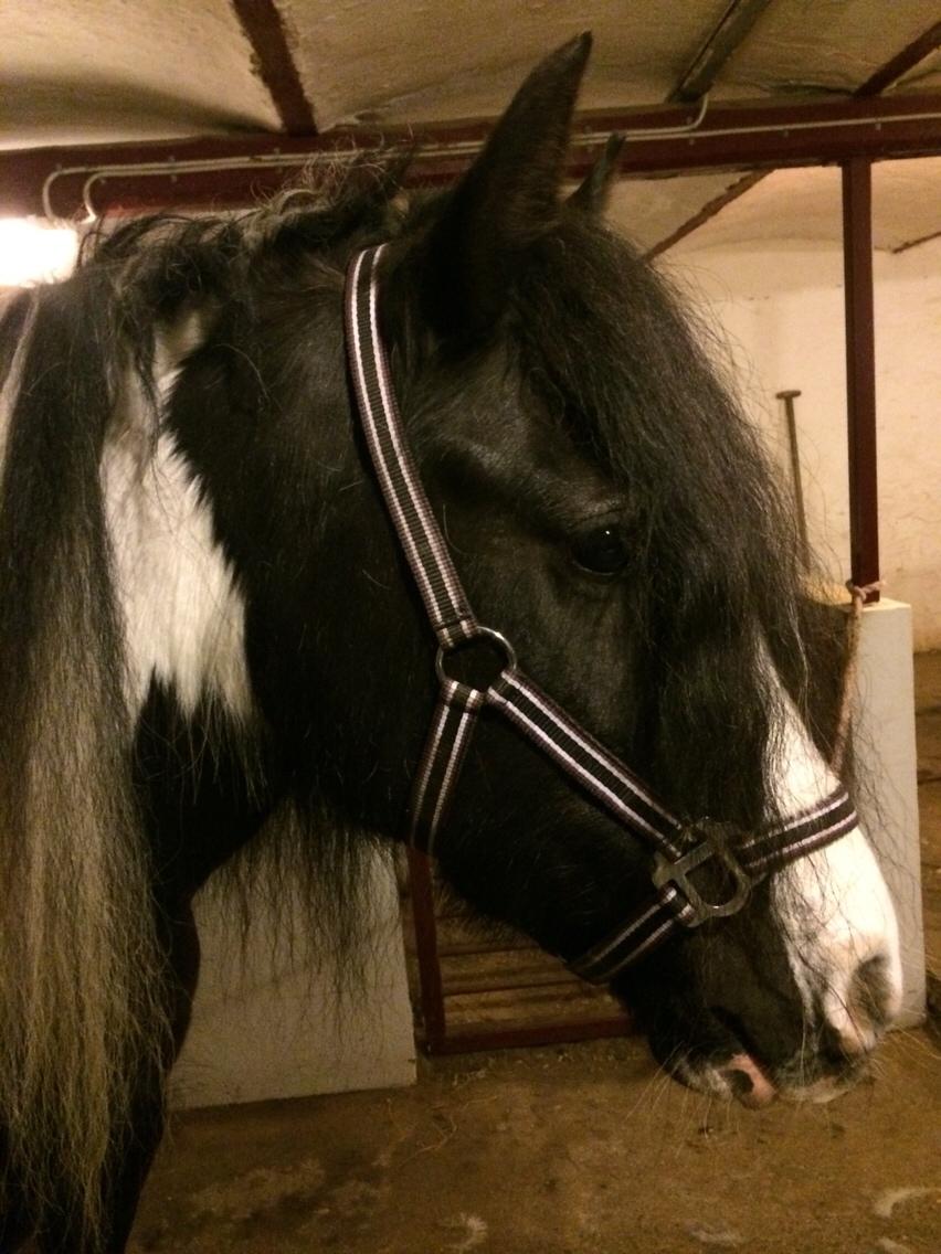 Irish Cob Snow Queen fra Godrumgaard  solgt billede 16