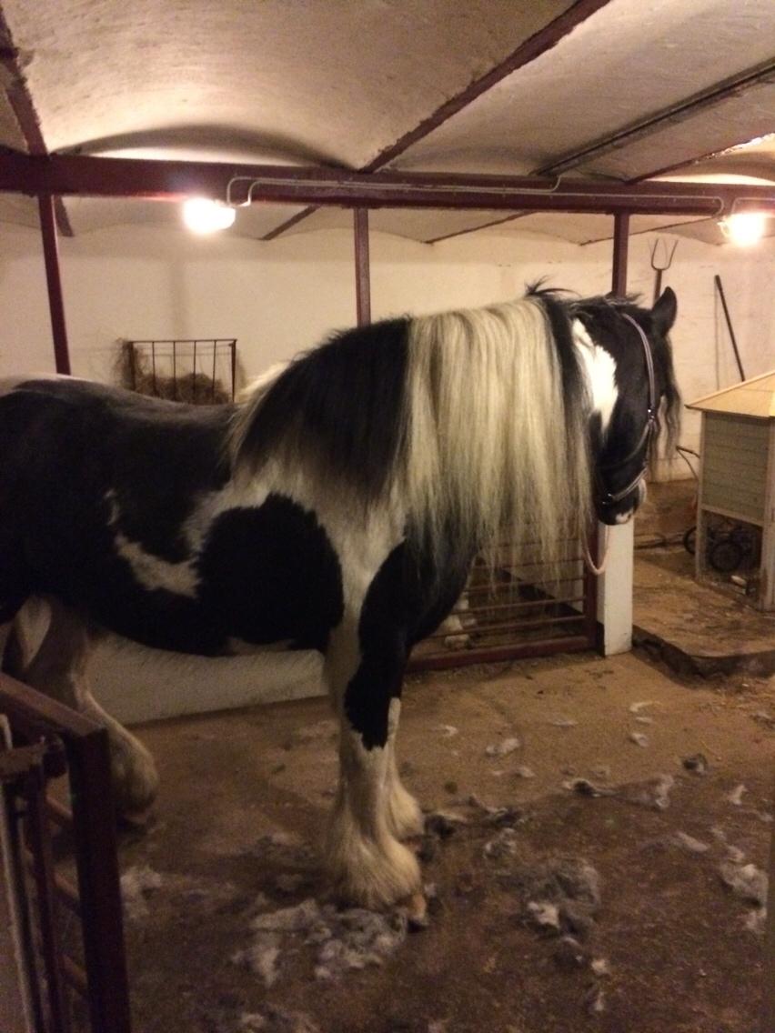 Irish Cob Snow Queen fra Godrumgaard  solgt billede 15